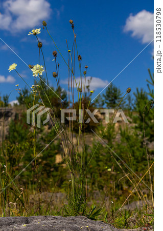 Cream scabious pincushion, Scabiosa ochroleuca, in flower Cream scabious pincushion, Scabiosa ochroleuca, in flower 118530798