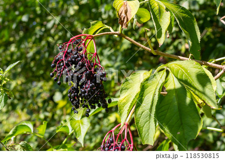 sambucus nigra, elderberry, black ripe elder berries on twig closeup sambucus nigra, elderberry, black ripe elder berries on twig closeup 118530815