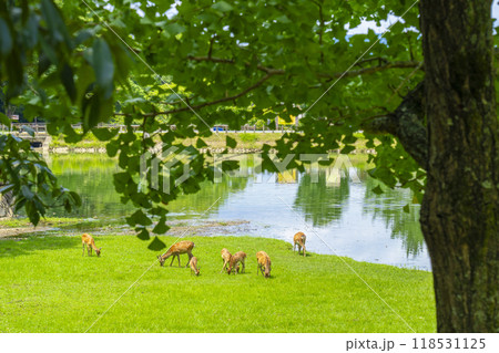 奈良公園　大仏池のほとりで草を食べる鹿 118531125