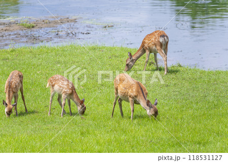 奈良公園 大仏池のほとりで草を食べる鹿 奈良公園 大仏池のほとりで草を食べる鹿 118531127