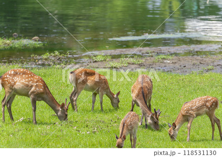 奈良公園 大仏池のほとりで草を食べる鹿 奈良公園 大仏池のほとりで草を食べる鹿 118531130