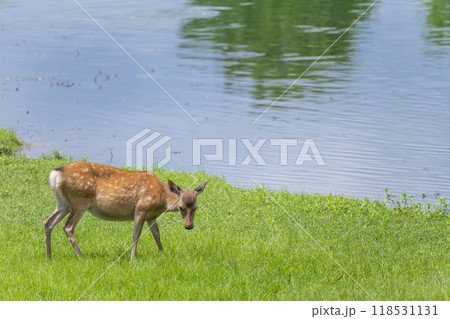 奈良公園 大仏池のほとりで草を食べる鹿 奈良公園 大仏池のほとりで草を食べる鹿 118531131