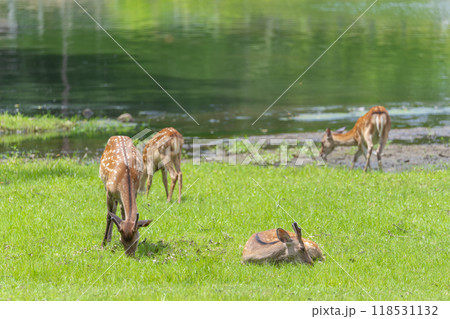 奈良公園 大仏池のほとりで草を食べる鹿 奈良公園 大仏池のほとりで草を食べる鹿 118531132