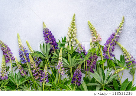 Lupine flowers. Purple and pink bud. 118531239