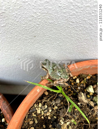 保護色のニホンアマガエル 保護色のニホンアマガエル 118531240