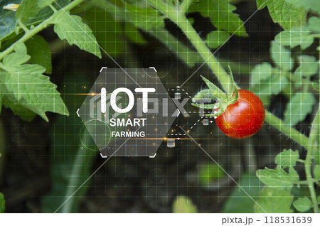 Concepts of using AI and smart farming, increasing productivity and controlling production. 118531639