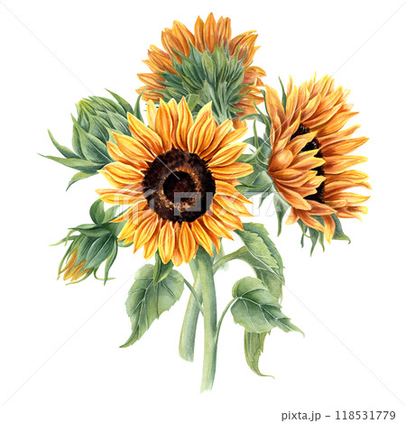 Bouquet with summer blooming golden sunflowers on stem with leaves and buds. Field wildflowers bunch watercolor realistic illustration. For poster, package, greetings, invitation 118531779