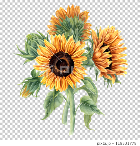 Bouquet with summer blooming golden sunflowers on stem with leaves and buds. Field wildflowers bunch watercolor realistic illustration. For poster, package, greetings, invitation 118531779
