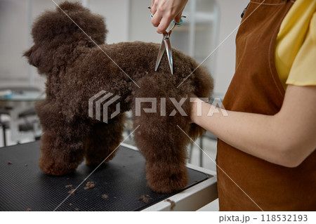 Closeup woman groomer trimming cute poodle dog with scissors in grooming salon 118532193