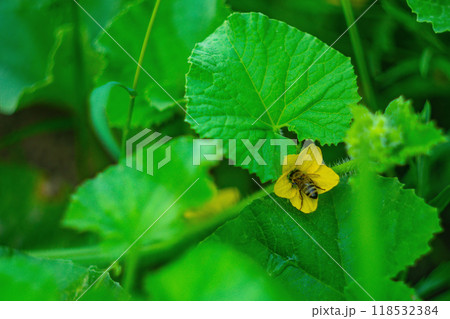 Hardworking bee collecting pollen while sinking head deep into yellow flowering flower melon plant close-up against blurred green background of summer orchard. Diligent working insects in nature. Hardworking bee collecting pollen while sinking head deep into yellow flowering flower melon plant close-up against blurred green background of summer orchard. Diligent working insects in nature. 118532384