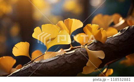 紅葉した銀杏の幻想的な秋の風景3 118532881