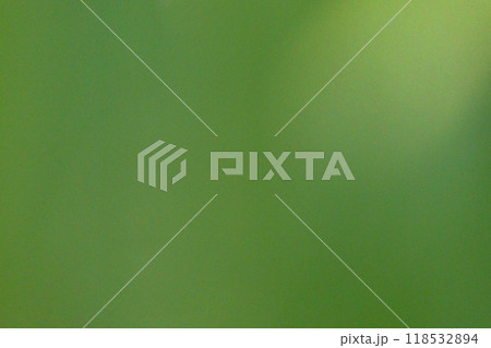 緑の葉に当たった光　緑のグラディーション　抹茶色の壁の和室 118532894