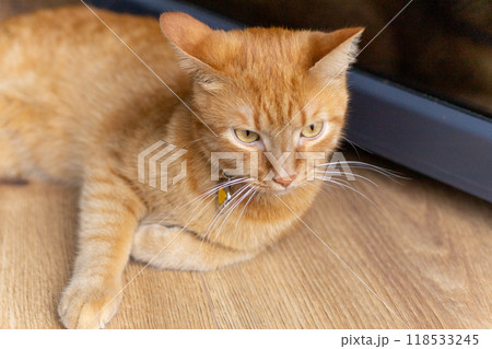 red cat lies on the wooden floor red cat lies on the wooden floor 118533245