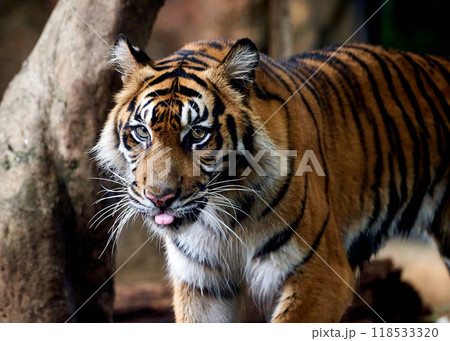鋭い目つきの虎 118533320
