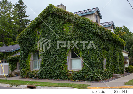 House wrapped in green ivy. House wrapped in green ivy. 118533432