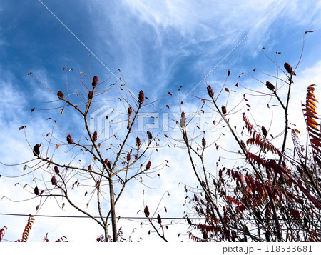 Autumn leaves against the blue sky and white clouds. Nature background. Autumn leaves against the blue sky and white clouds. Nature background. 118533681