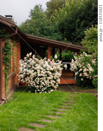 Beautiful garden with hydrangeas. Next to house there is picturesque path and green lawn Beautiful garden with hydrangeas. Next to house there is picturesque path and green lawn 118533821
