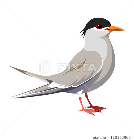 A bird with a black beak and a black cap on its head A bird with a black beak and a black cap on its head 118533966
