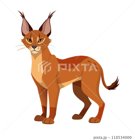 A cat with a long tail and orange fur stands in front of a white background A cat with a long tail and orange fur stands in front of a white background 118534000
