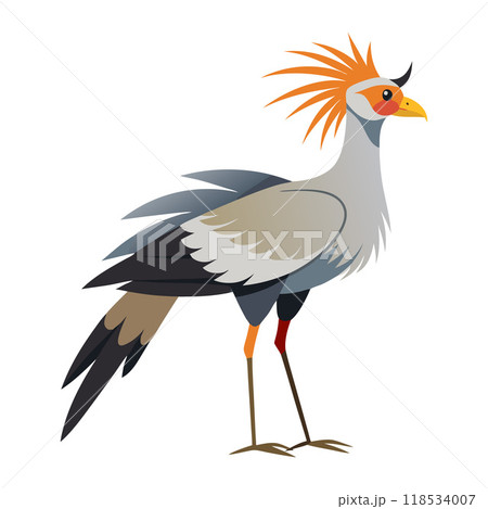 A bird with a long tail and a long neck stands on a white background 118534007