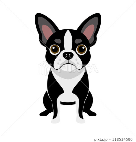 A black and white dog with a black nose and a black and white face 118534590