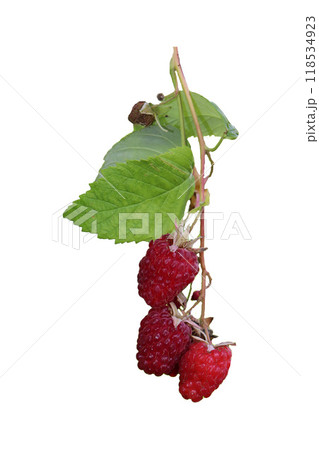 Ripe red raspberries on a branch with leaves - color photo on a white background, isolate for design. Ripe red raspberries on a branch with leaves - color photo on a white background, isolate for design. 118534923