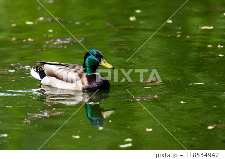 Ducks sleep, clean their feathers, eat algae. Ducks are beautifully reflected in water. A family of ducks, geese swims in a water channel, river, lake. 118534942