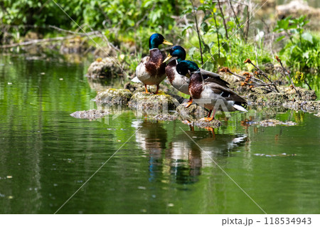 Ducks sleep, clean their feathers, eat algae. Ducks are beautifully reflected in water. A family of ducks, geese swims in a water channel, river, lake. 118534943