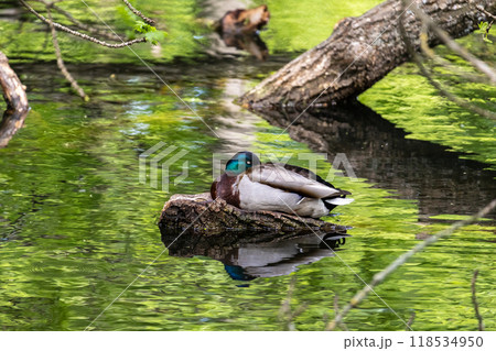 Ducks sleep, clean their feathers, eat algae. Ducks are beautifully reflected in water. A family of ducks, geese swims in a water channel, river, lake. 118534950