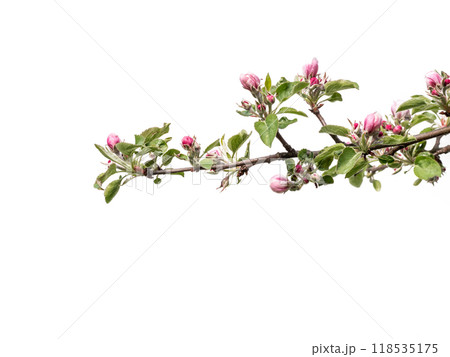 Apple tree branch with buds and flowers in blossom 118535175