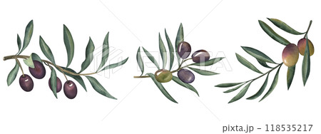 Olive branches, fruits and leaves. Set of illustrations hand-drawn with watercolor on a white background in green, purple, olive, brown shades in botanical style. For packaging design, fabrics, menus. 118535217