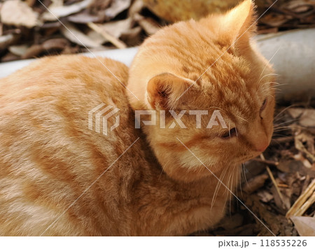 ケガをしてほっぺたが腫れた可愛い子猫 ケガをしてほっぺたが腫れた可愛い子猫 118535226