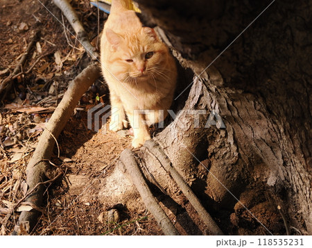 ケガをしてほっぺたが腫れた可愛い子猫 ケガをしてほっぺたが腫れた可愛い子猫 118535231