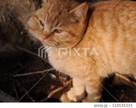 ケガをしてほっぺたが腫れた可愛い子猫 118535233