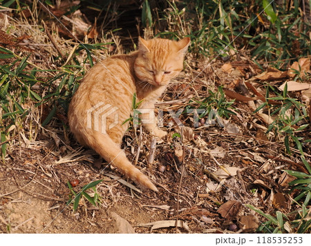 ケガをしてほっぺたが腫れた可愛い子猫 ケガをしてほっぺたが腫れた可愛い子猫 118535253