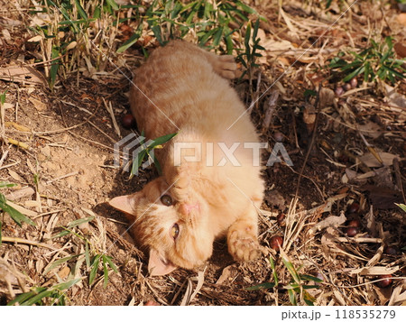 ケガをしてほっぺたが腫れた可愛い子猫 118535279