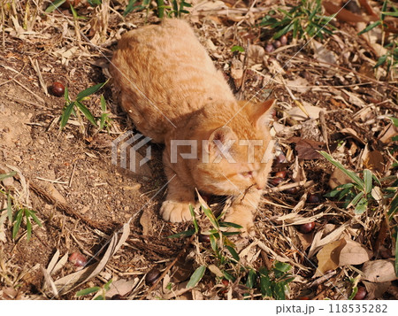 ケガをしてほっぺたが腫れた可愛い子猫 ケガをしてほっぺたが腫れた可愛い子猫 118535282