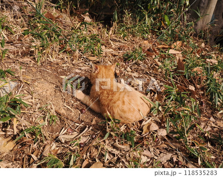 ケガをしてほっぺたが腫れた可愛い子猫 ケガをしてほっぺたが腫れた可愛い子猫 118535283