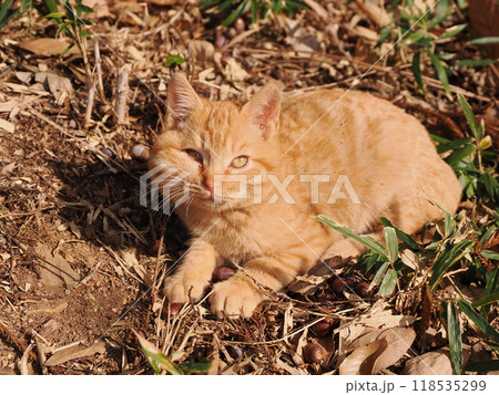 ケガをしてほっぺたが腫れた可愛い子猫 118535299