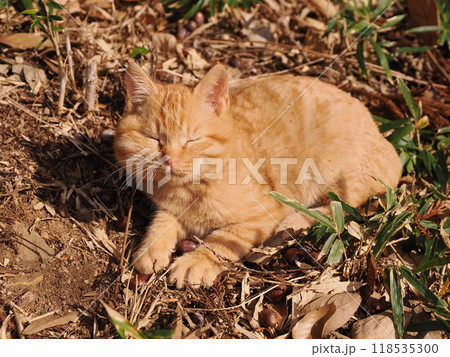 ケガをしてほっぺたが腫れた可愛い子猫 118535300