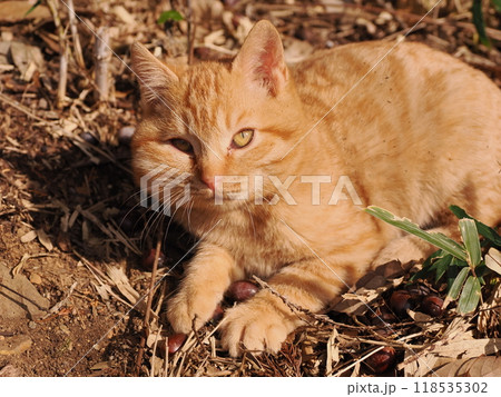 ケガをしてほっぺたが腫れた可愛い子猫 ケガをしてほっぺたが腫れた可愛い子猫 118535302