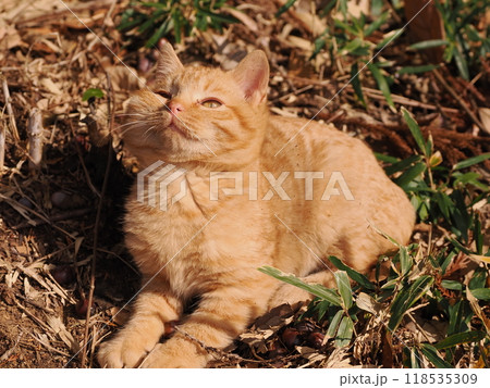 ケガをしてほっぺたが腫れた可愛い子猫 ケガをしてほっぺたが腫れた可愛い子猫 118535309