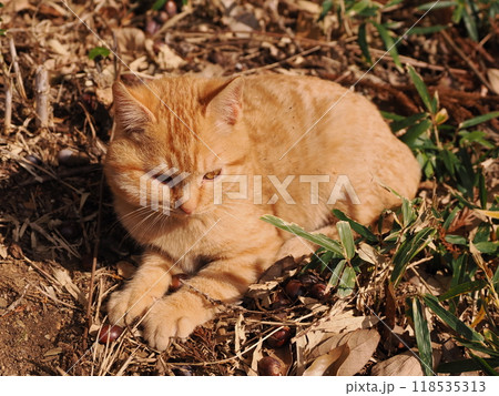 ケガをしてほっぺたが腫れた可愛い子猫 118535313