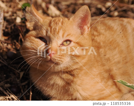 ケガをしてほっぺたが腫れた可愛い子猫 ケガをしてほっぺたが腫れた可愛い子猫 118535316