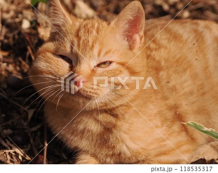 ケガをしてほっぺたが腫れた可愛い子猫 ケガをしてほっぺたが腫れた可愛い子猫 118535317