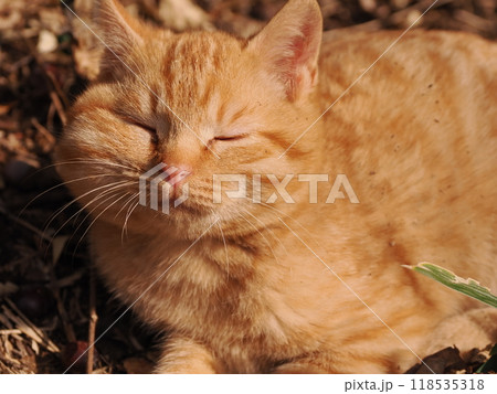 ケガをしてほっぺたが腫れた可愛い子猫 ケガをしてほっぺたが腫れた可愛い子猫 118535318