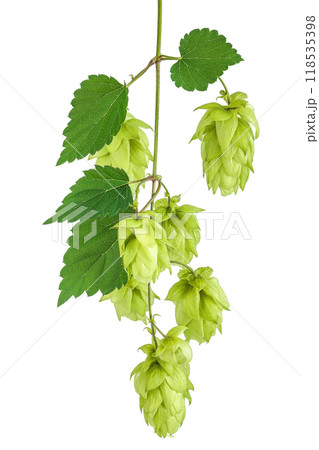 Hop cones branch isolated on white background. Beer brewing ingredients 118535398