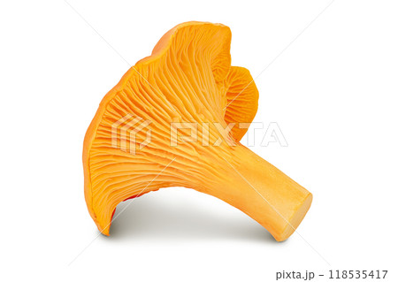 Chanterelle mushroom isolated on a white background 118535417