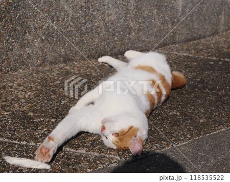 猫じゃらしで一人遊びする可愛い猫 猫じゃらしで一人遊びする可愛い猫 118535522