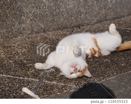 猫じゃらしで一人遊びする可愛い猫 猫じゃらしで一人遊びする可愛い猫 118535523